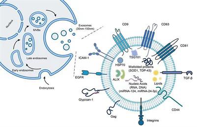 Frontiers | Exosomal Proteins And MiRNAs As Mediators Of Amyotrophic ...